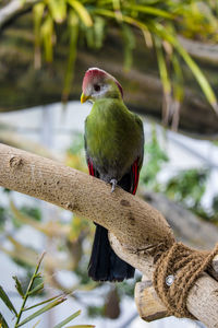 Close-up of parrot perching on branch