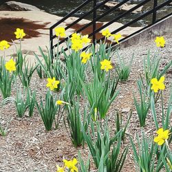 Yellow flowers growing outdoors