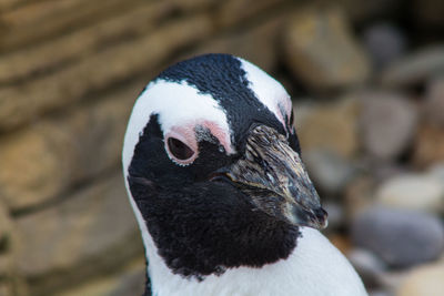 Close-up of bird