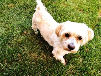 High angle view of dog on field