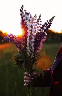 Close-up of hand holding purple flowering plant