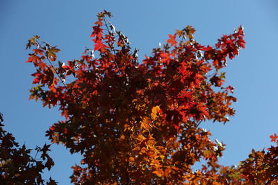 Low angle view of flowering tree against sky during autumn