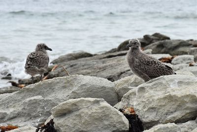 Close-up of sparrow perching on rock by sea