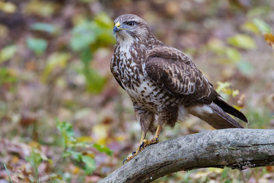 Buzzard on a branch of a forest clearing in winter