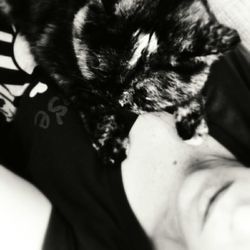 pets