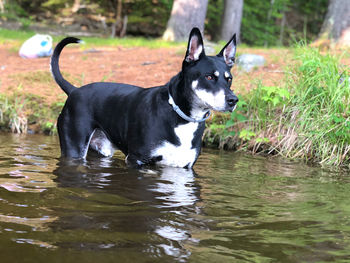 Portrait of black dog in water