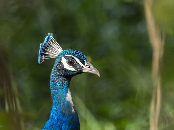 Close-up of a peacock