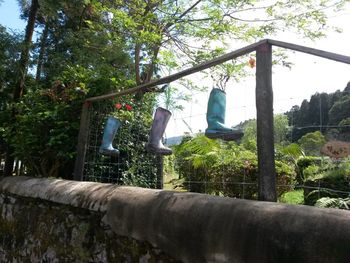 Clothes hanging on tree against sky