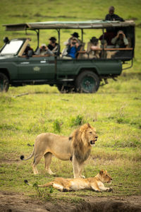 Male lion bares teeth standing by lioness