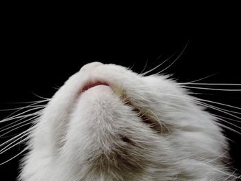 Close-up of cat over black background