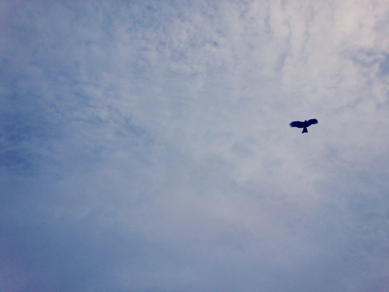 low angle view, flying, sky, mid-air, cloud - sky, bird, animal themes, one animal, nature, beauty in nature, cloudy, animals in the wild, wildlife, outdoors, cloud, blue, silhouette, day, tranquility, no people