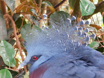 Close-up of pigeon