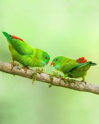 Close-up of bird perching on plant