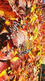 Close-up of maple leaves during autumn