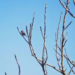 Low angle view of bird perching on tree against sky
