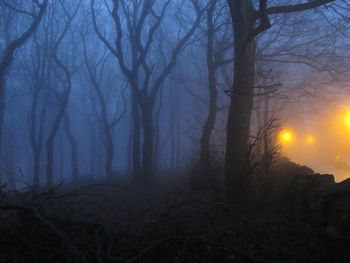 Silhouette of bare trees during winter at dusk