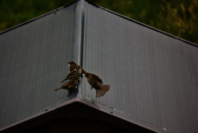 Low angle view of bird perching on roof