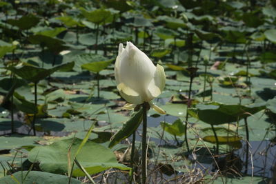 Close-up of white lotus on plant