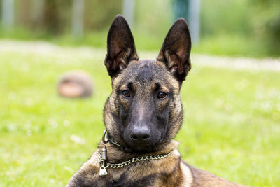 Portrait of a dog on field