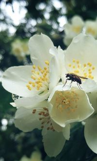 Close-up of insect on white flower