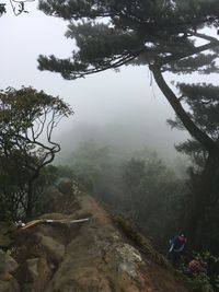 Scenic view of forest