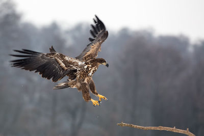 Close-up of eagle flying