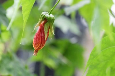 Close-up of red berries on plant