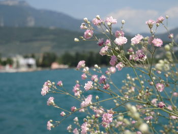 Close-up of pink cherry blossoms