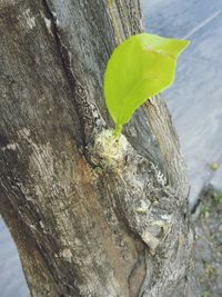 Close-up of tree trunk