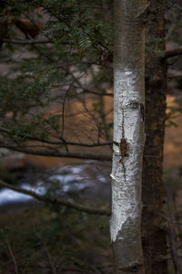 Close-up of tree trunk in forest