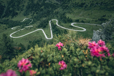 Scenic view of flowering plants growing on road