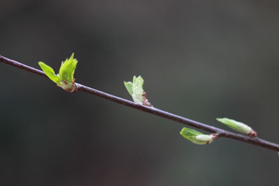 Close-up of plant growing outdoors