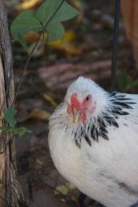 Close-up of bird