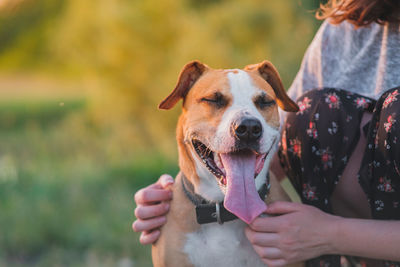 Close-up of hand holding dog