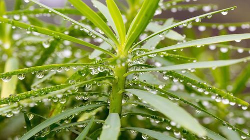 Close-up of wet plant