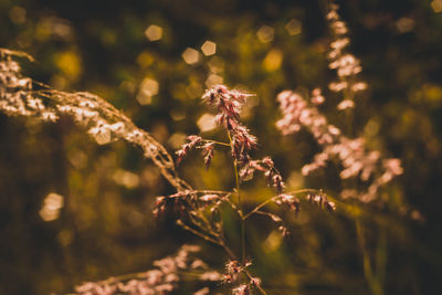Close-up of plant against blurred background