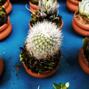 High angle view of succulent plant on table