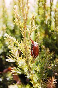 Close-up of insect on plant