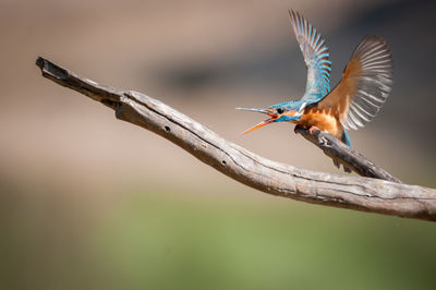 Close-up of bird flying against blurred background