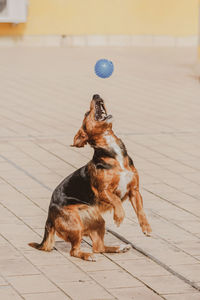 Close-up of dog on table