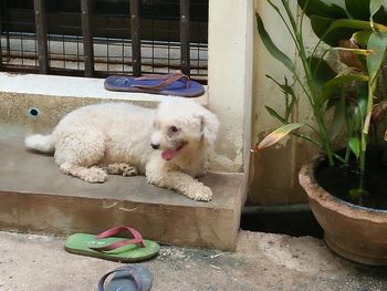 Dog sitting in yard