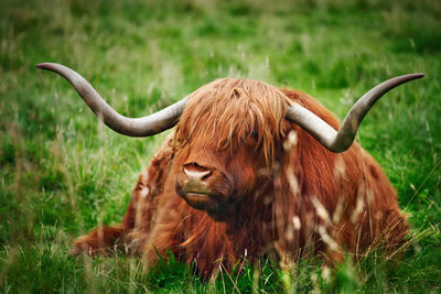 Close-up of cow relaxing on field