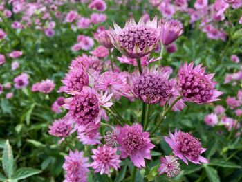 Close-up of pink flowering plants