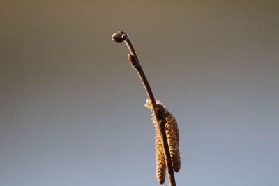 Low angle view of dried plant against clear sky