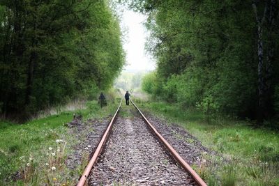 Railroad tracks in forest