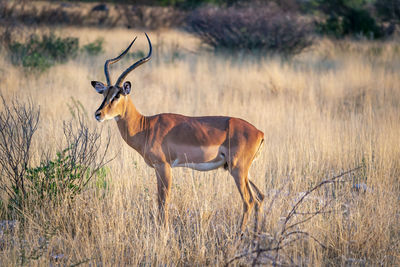 Side view of deer standing on field