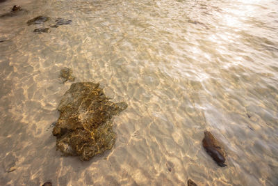 High angle view of a turtle in the sea