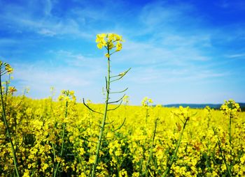 Scenic view of oilseed rape field against sky