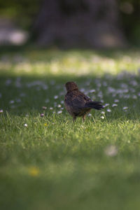 Bird perching on a field