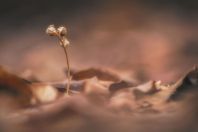 Close-up of dried plant against water